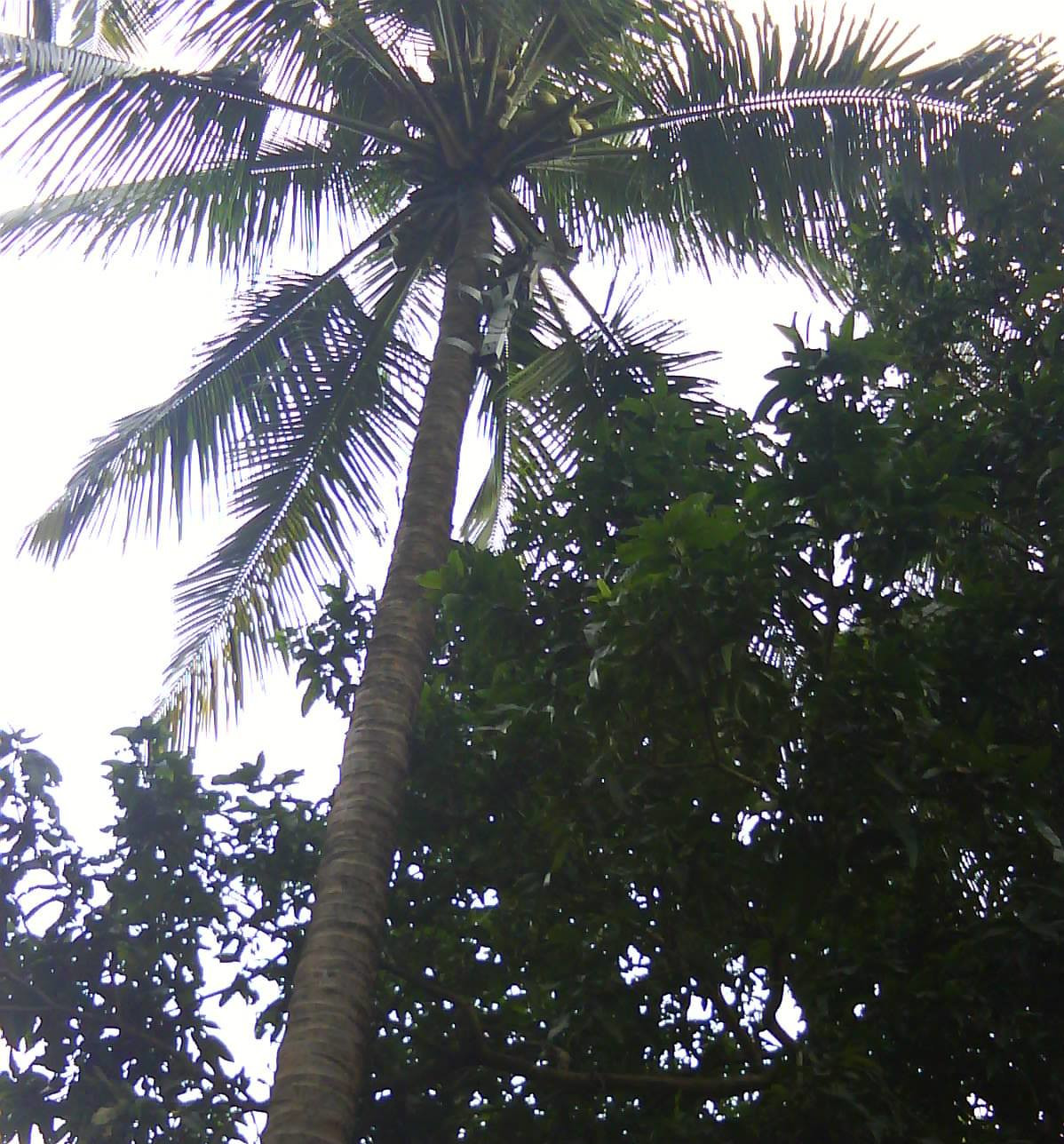 Kera Robot - Coconut Harvesting Robot